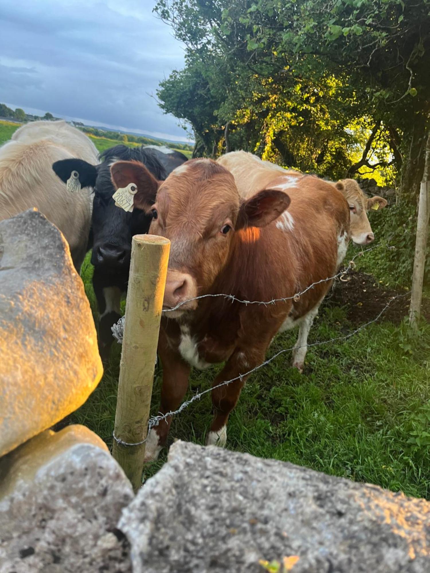 Andis Meadow Lägenhet Galway Exteriör bild